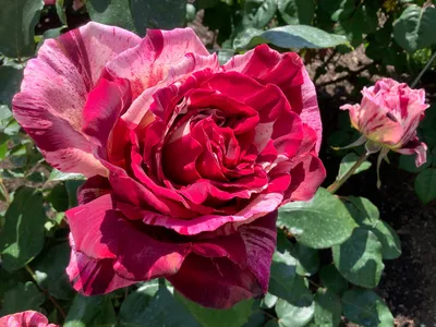 Уникальные пестрые розы: сохраните их в формате jpg, png или webp