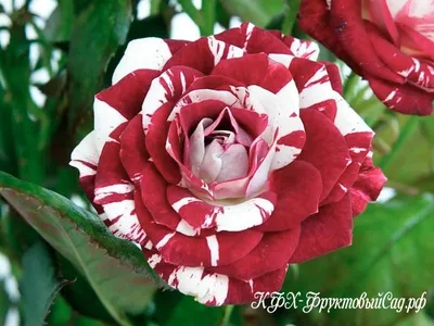 Фото пестрых роз: добро пожаловать в мир красок и аромата