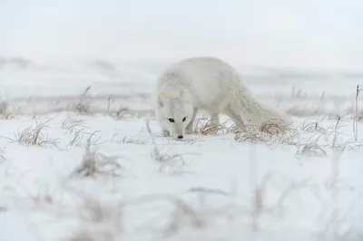 Зимние краски: Песец в объективе фотографа