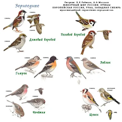 Певчие птицы сибирской тайги в формате jpg