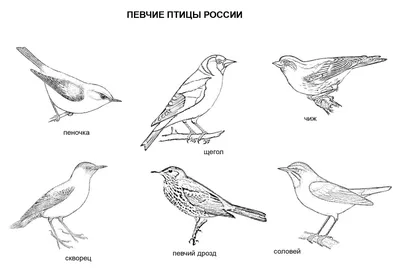 Эксклюзивные фотографии редких птиц-певцов