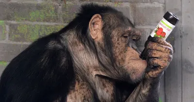 Обаятельная пьяная обезьяна: Фото HD для скачивания