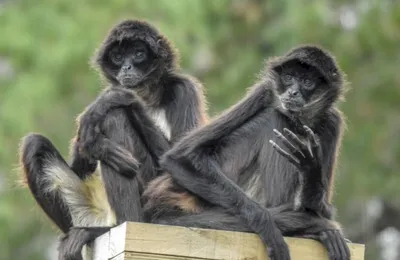 Веселые моменты: Фотографии пьяных обезьян для скачивания