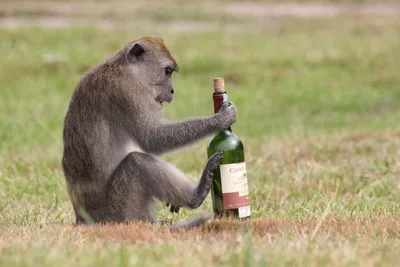 Новые приключения: Фото пьяных обезьян в 4K