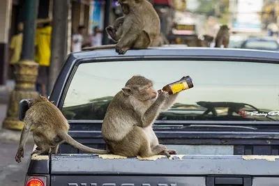 Пьяная обезьяна: Как зверь веселится