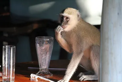 В мире обезьян: Пьяные выходки