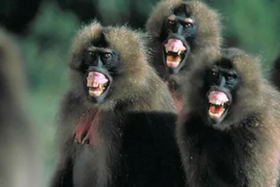 Шутки джунглей: Забавные обезьяны в нетрезвом состоянии