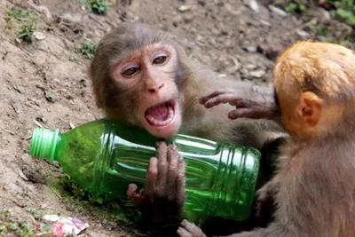 Загадочная красота: Обои с пьяной обезьяной
