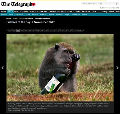 Алкогольный коктейль обезьян: Фотоподборка