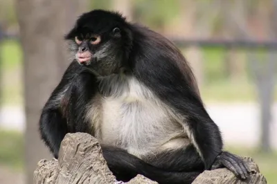 Звериный весельчак: Прикольные фотографии пьяной обезьяны