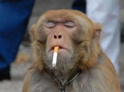 Эксклюзивные снимки: Пьяные обезьяны в формате WebP