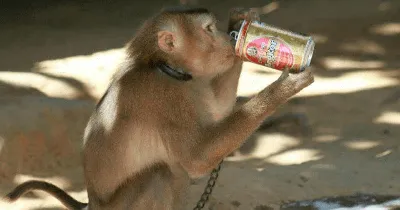 Улетные вечеринки обезьян: Фото в PNG для свободного скачивания