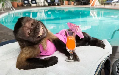 Веселье в джунглях: Пьяная обезьяна в картинках