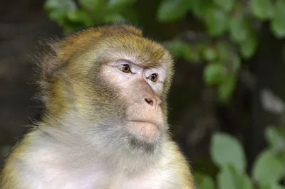 Шаловливая обезьяна на фоне заката: красочный рисунок в Full HD.
