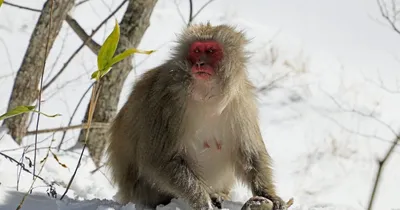 Пикантные моменты пьяной обезьяны: фото в высоком качестве.