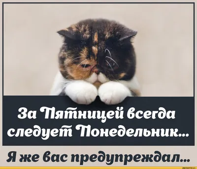 Изображения смешные и прикольные - выберите формат для скачивания: JPG, PNG, WebP