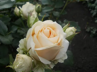 Фотография Пич аваланж розы для печати