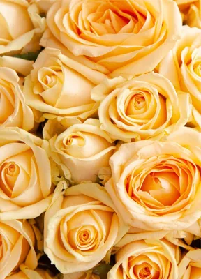 Фотка Пич аваланж роза на белом фоне