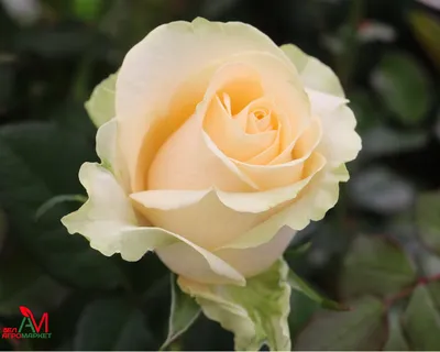 Красивое фото Пич аваланж роза, достойное внимания
