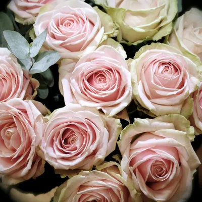Фотография Пич аваланж розы со знаком копирайта
