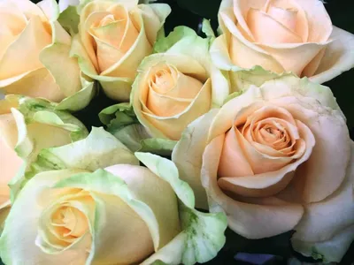 Уникальная фотография Пич аваланж розы для печати в крупном формате