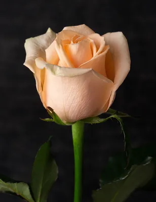 Фотография Пич аваланж розы с эффектом сепии