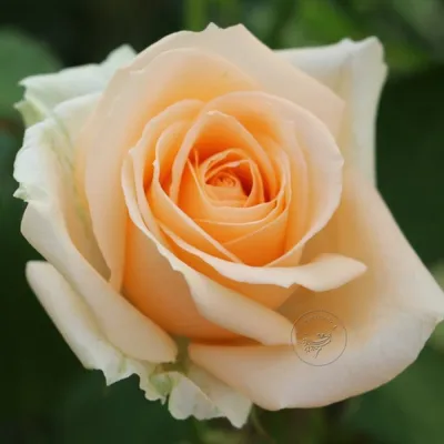 Изображение Пич аваланж роза с эффектом винтажной фильтрации