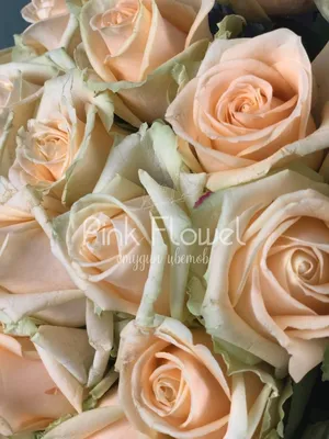 Бесшовное изображение Пич аваланж роза для использования в веб-дизайне