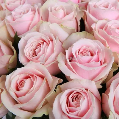 Фотка Пич аваланж роза с использованием техники HDR