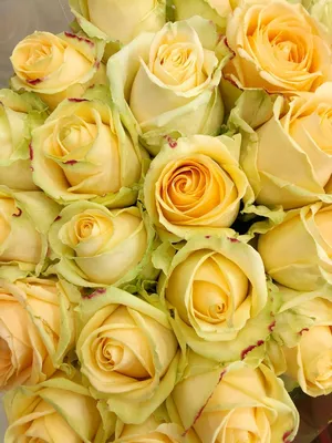 Уникальная картинка Пич аваланж роза с преобладанием красных оттенков