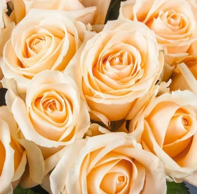 Фото Пич аваланж роза в формате для печати на холсте