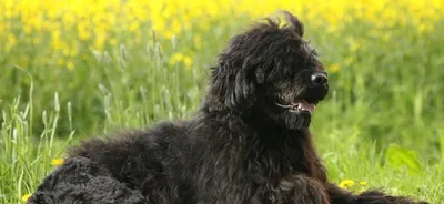 Собака Пикардийская овчарка: красивые картинки