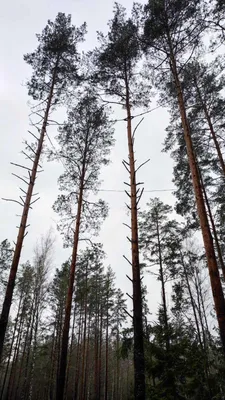 Фото пихтового дерева: образец совершенства в растительном мире