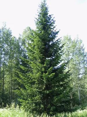 Загадочная аура пихтового дерева на фотографии