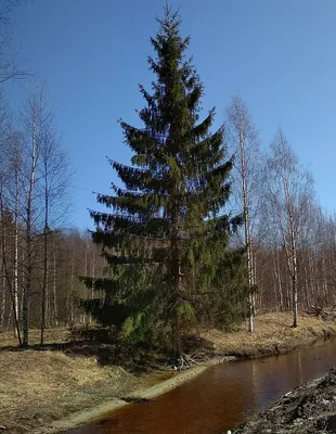 Фото пихтового дерева: слияние элегантности и силы