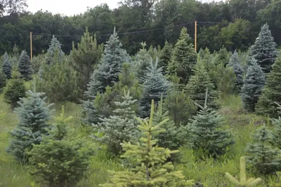 Подлинная красота пихтового дерева на фотографиях