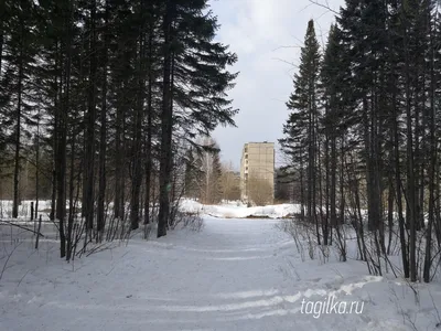 Фотография пихтового дерева: изящество в каждой ветке