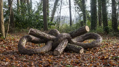 Фотография пихтового дерева: великолепие и спокойствие