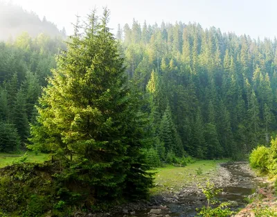 Волшебные фотографии пихты: загляните в мир света и тени