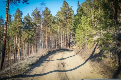 Фотка пихты на Андроид в хорошем качестве