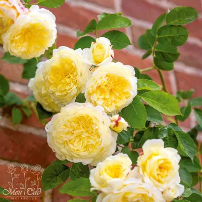 Изысканная красота пилигрим розы в формате jpg
