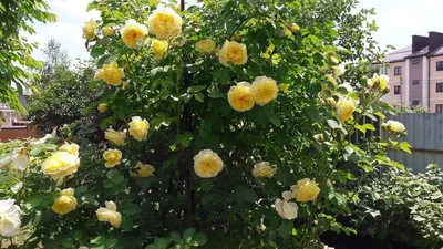 Откройте для себя красоту пилигрим розы на нашем веб-сайте