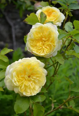 Скачайте качественные фотографии пилигрим розы в png