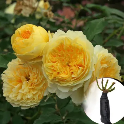 Большие и яркие изображения пилигрим розы ждут вас на нашем сайте