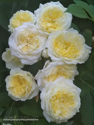 Прекрасные фото пилигрим розы - прекрасное дополнение к вашему дизайну