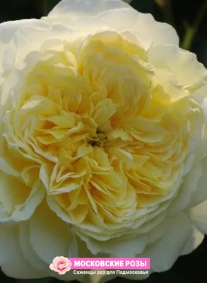Погрузитесь в мир красоты с фотографиями пилигрим розы