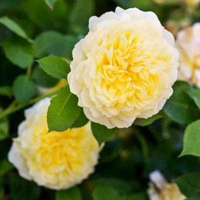 Фотографии пилигрим розы - лучшая декорация для вашего дома или офиса