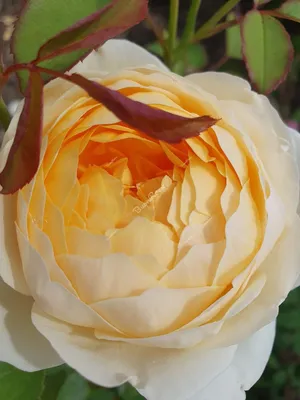 Уникальные и неповторимые изображения пилигрим розы в формате png