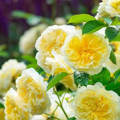 Изображение пилигрим розы - лучший подарок для любителя цветов