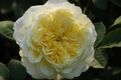 Все оттенки красоты пилигрим розы на нашем сайте